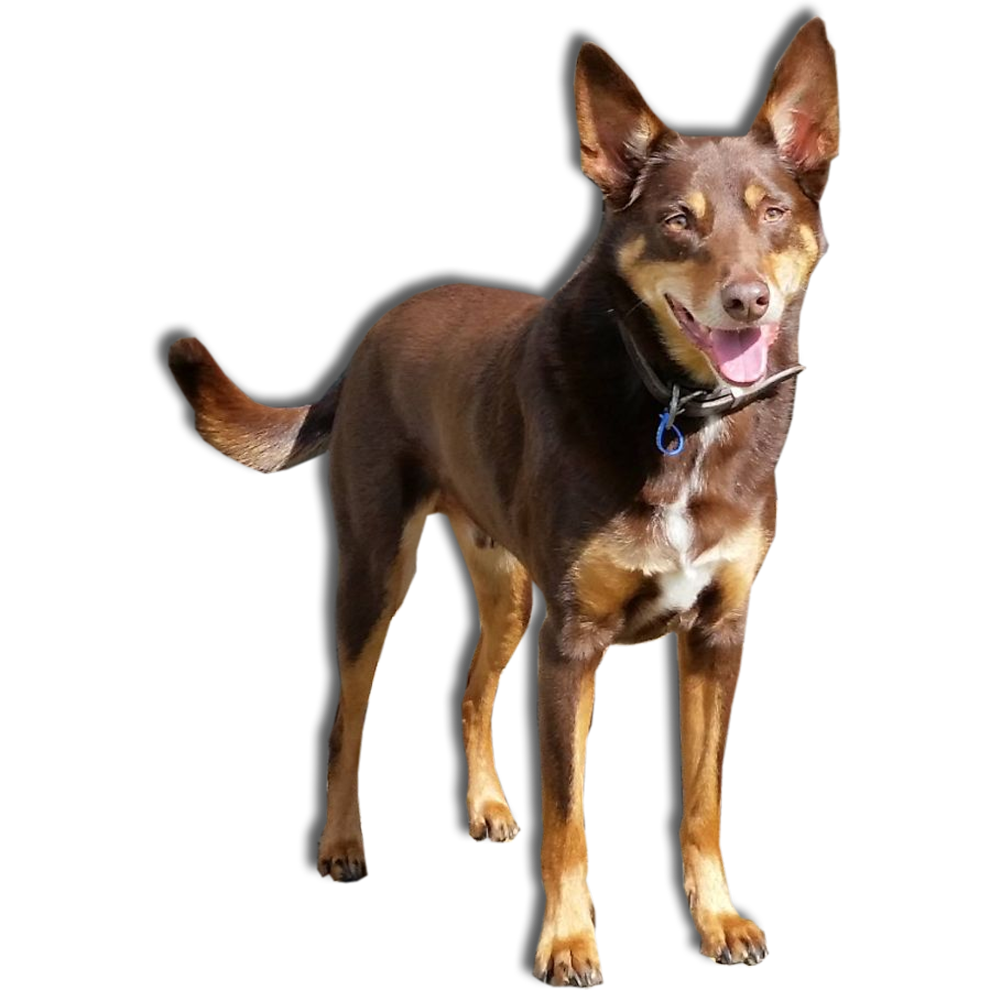 Jackcut Jack's K9 Place